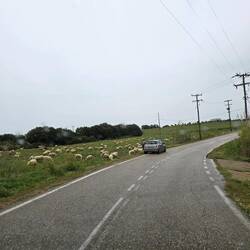 Auf dem Weg zu unserem Stellplatz 🐑🐑😍