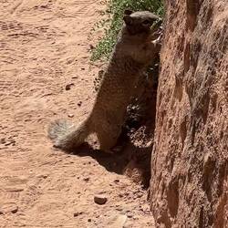 Auch die grossen Squirels (Eichhörnchen) hat es hier