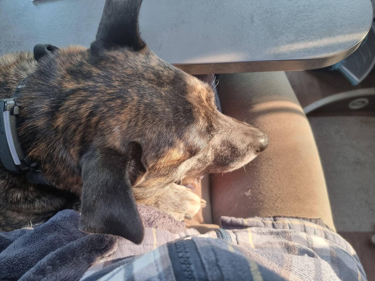 So platziert dass die Sonne schön die Schnautze wärmt.