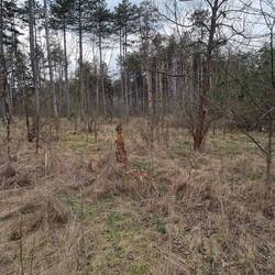 Wer steht denn da im Wald?