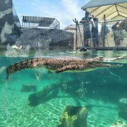 Baby crocodile swimming.