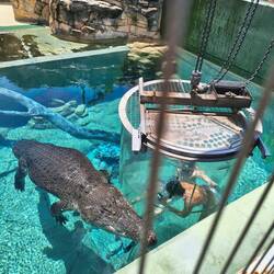 Say hello to the giant crocodile