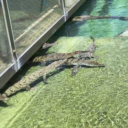 Young crocodiles
