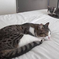 The cats are no longer stressed