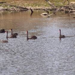 Schwarzschwäne an der Duck Lagoon