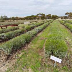 Emu Bay Lavender Farm....