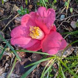 Die Kamelien blühen gerade.