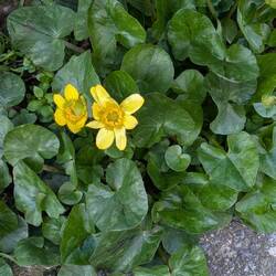 Eine Art von XL Scharbockskraut