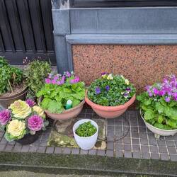 Vor vielen Häusern stehen Schalen und Töpfe mit Blümchen. Zierkraut scheint auch in zu sein.