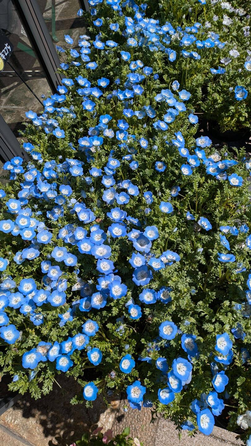 Alles, was blau blüht, lieb ich ohnehin. Sieht auch nach Wiesen in Mangas aus...