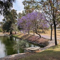 Jacaranda trees are in full bloom.