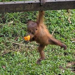 Lecker das Fruchteis