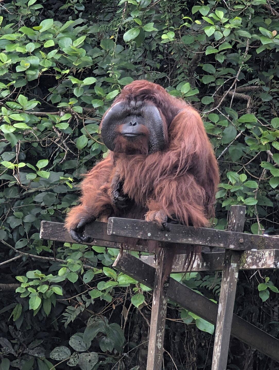 Aman behält den Überblick