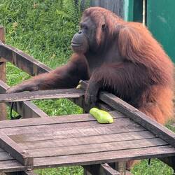 Ach, hier oben habt Ihr das versteckt