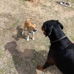 ..und dann nochmal ein wenig Welpen Schule mit Lesley. Für dieses süße 12Wochen Puppi 🐶😍