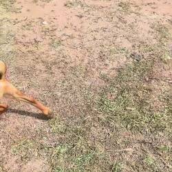 ..der größer ist 6Monate jung 🐶🐶