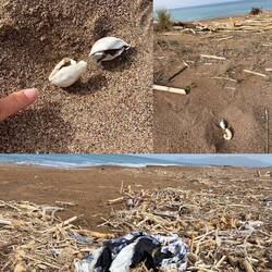 ..wo die 🐢Nester voriges Jahr waren, ist der Weg noch nicht frei..