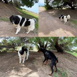 ..und Bruno ist der dicke Elea Beach Hund ist auch noch da.Er wird von zu vielen Campern gefüttert 🫣