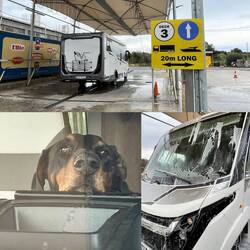 ..sie 🐾❣️schaut von Anfang bis Ende genau zu.Lesley liebt das Windschutzscheiben-Fernsehen überall ☺️