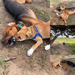 ..zwei Griechen 🐶🐶 die mächtig Glück mit ihren neuen Besitzern haben 💞