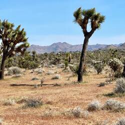 Joshua's Tree
