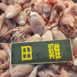 Frösche heute ganz frisch