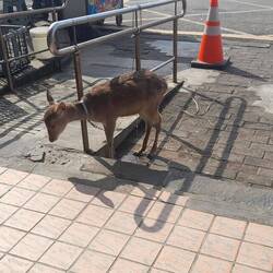 Wir haben eine Katze als Haustier und hier mal ein Reh