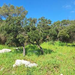 Diese Steineichen wollen noch groß werden