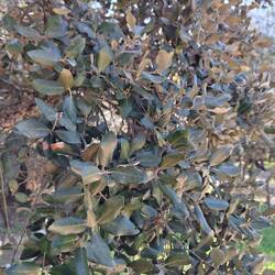 Steineiche (der Steineichen-Honig ist extrem lecker😋)