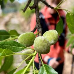 Almonds