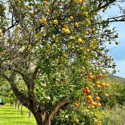 A combined lemon/orange tree