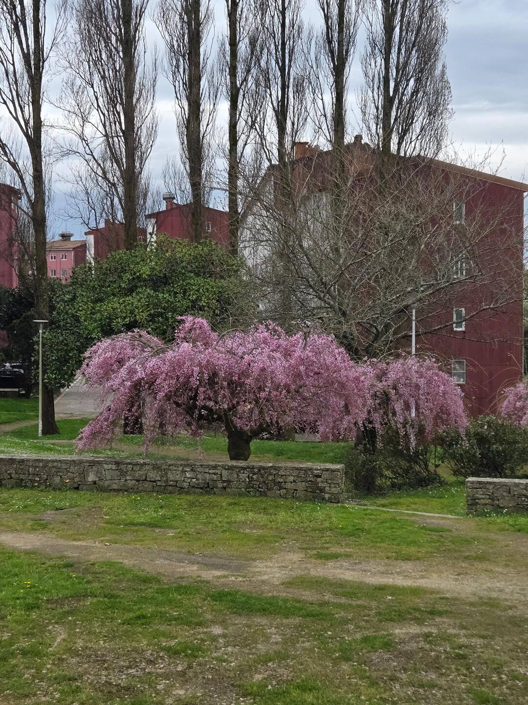 Its springtime in Galicia. Lots of rain means lots of flowers.