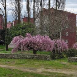 Its springtime in Galicia. Lots of rain means lots of flowers.