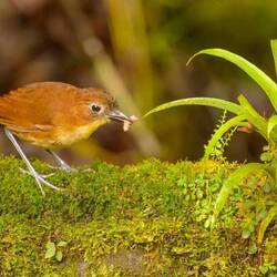 Grallaire à poitrine jaune (Williamina)
