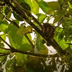 Chevêchette des nuages