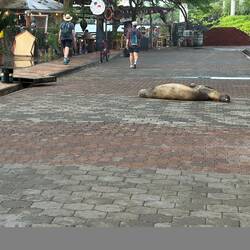 So werden neue Baby Robben gemacht ( und der Straßenverkehr gestört)