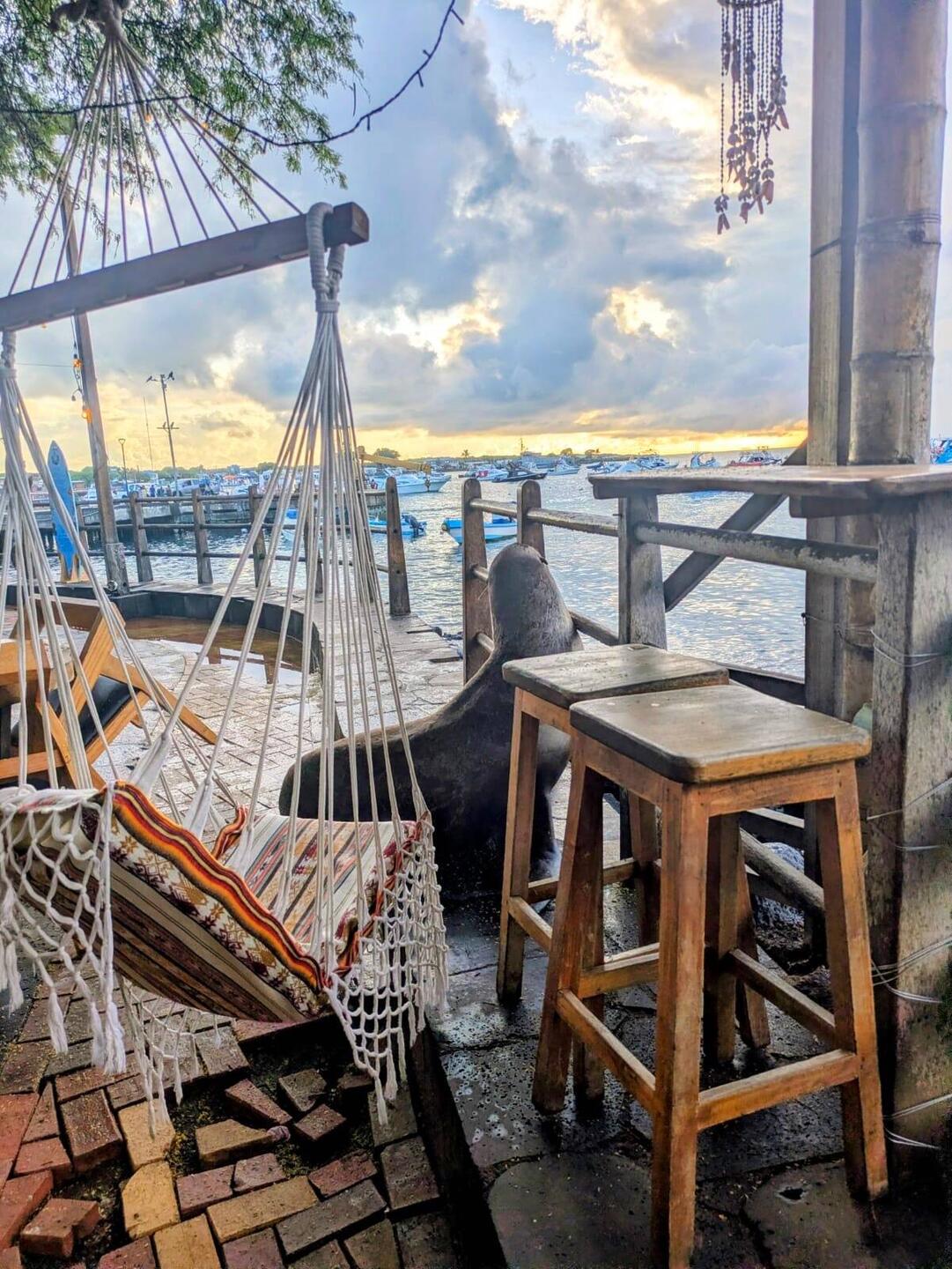 Robbe beim Sundowner