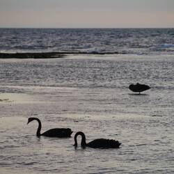 Schwarze Schwäne / Black Swans