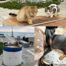 ..und Lesley verschläft drinnen alles 🤣