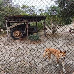 Dingos....