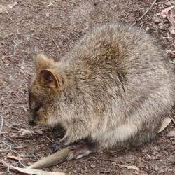 Quokkas.. kommen hauptsächlich auf Rottnest Island vor