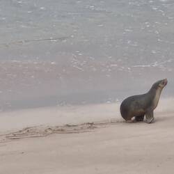 Kleiner am Strand