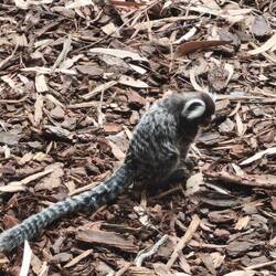 Kleiner Marmoset-Affe im KI Wild Park