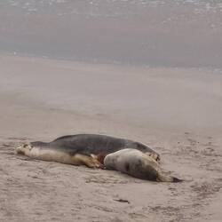 Eher selten auf Sand, sonst eher auf warmen Felsen anzutreffen