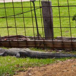 sogar ein Alligator 😉