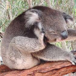 Koalas 🙏😆