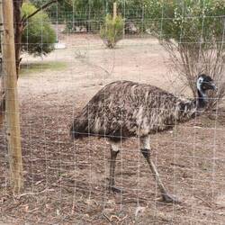 Emu.. auch noch nicht viel gesehen..