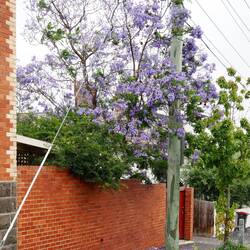 Jacaranda Tree