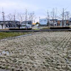 Am Land gibt es Reisfelder neben den Häusern