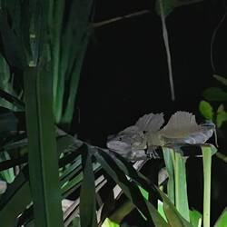 Jesus Christ Lizard